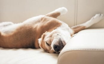 The Meaning of Dog Sleeping Positions