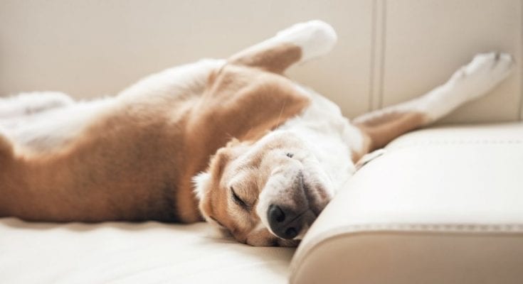 The Meaning of Dog Sleeping Positions