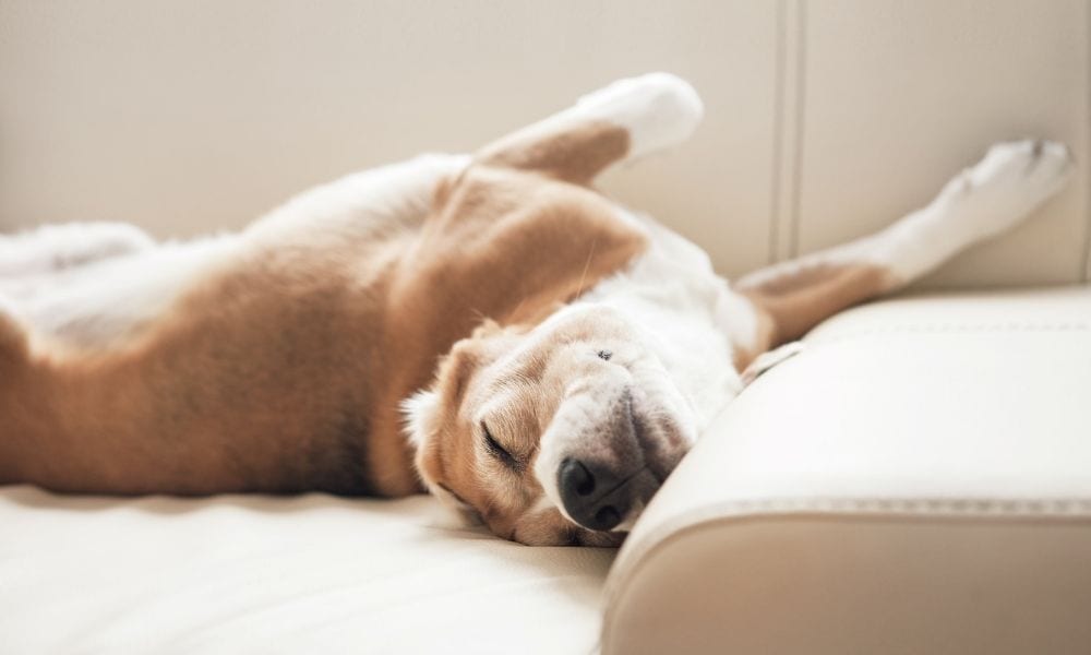 The Meaning of Dog Sleeping Positions