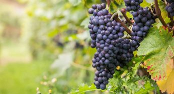 Everything to Know About Pinot Noir