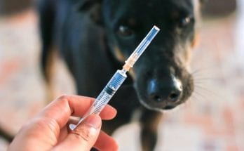 The Importance of Dog Vaccines