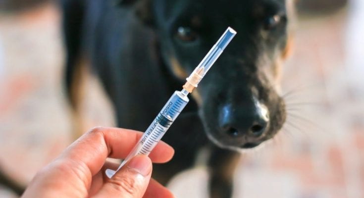 The Importance of Dog Vaccines
