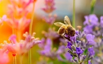 The Interesting Way Bees Perceive Color