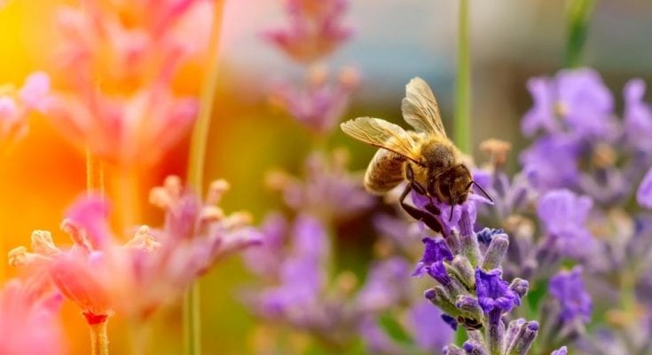 The Interesting Way Bees Perceive Color