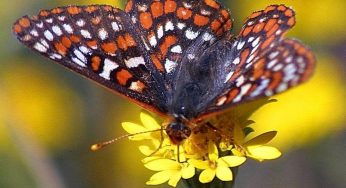 Interesting Facts About Butterflies