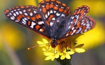 interesting facts about butterflies