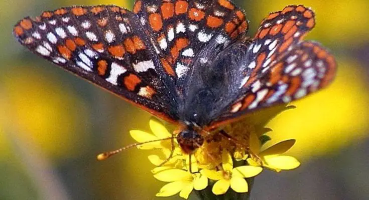 interesting facts about butterflies