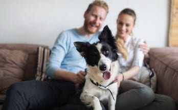 Hacks That Make Being a Dog Owner Easier