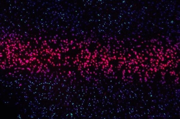 gene synthesis facts