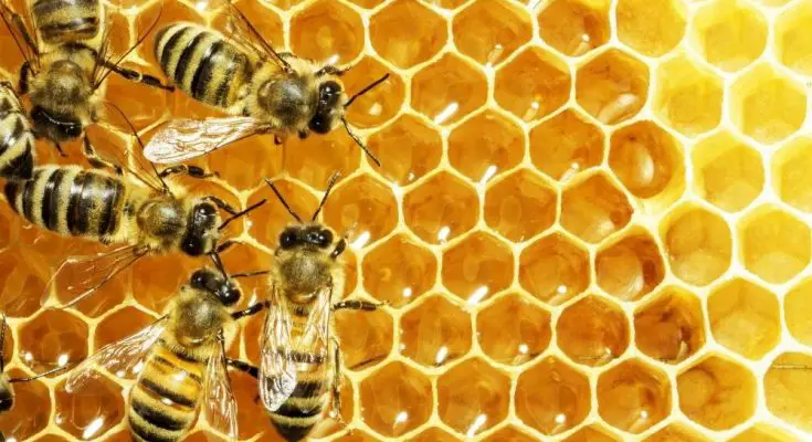 Things Aside From Honey That Honeybees Can Make