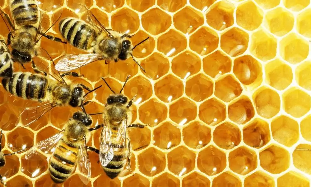 Things Aside From Honey That Honeybees Can Make