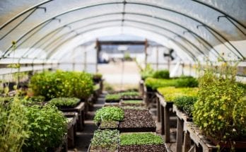 Tips To Make Your Greenhouse More Efficient