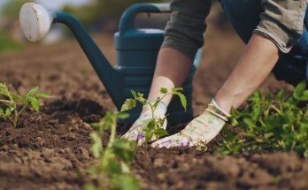 The Most Common Mistakes Made by Beginning Farmers