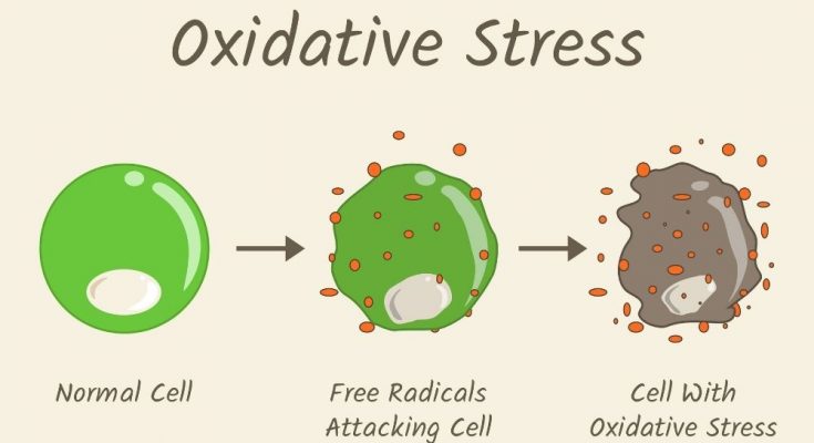 The Aging Process: What To Know About Oxidative Stress