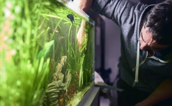 Beginner Tips for Setting Up Your Aquarium