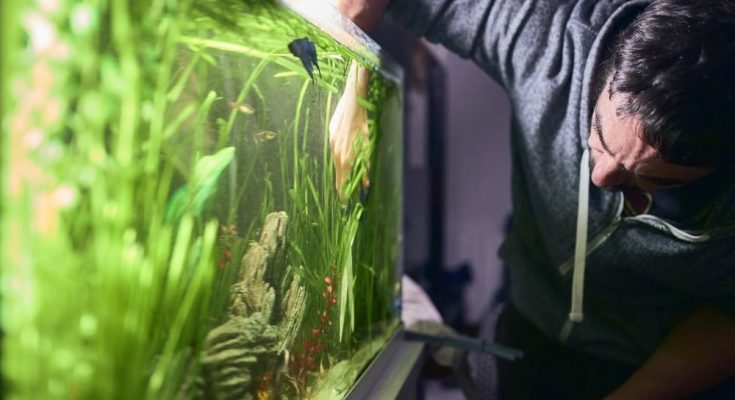Beginner Tips for Setting Up Your Aquarium