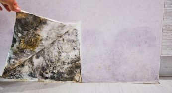 5 of the Most Common Misconceptions About Mold