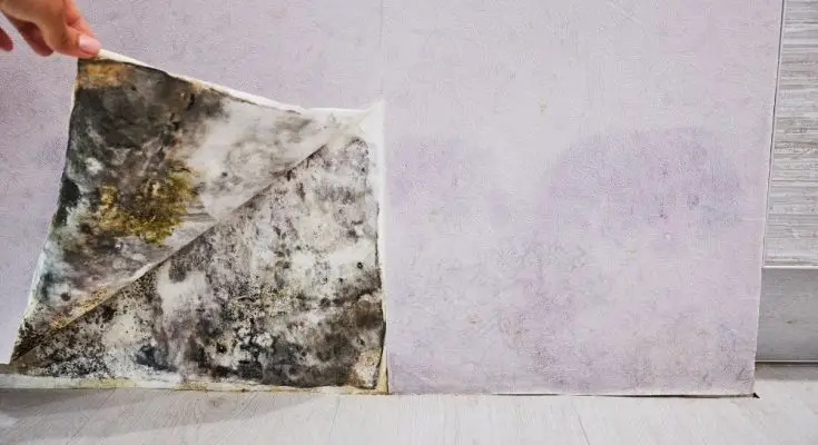 5 of the Most Common Misconceptions About Mold