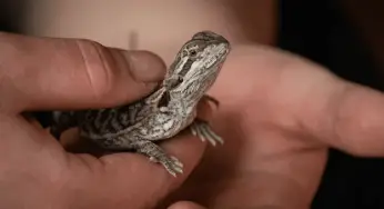 Bearded Dragon Facts That Will Surely Amaze You