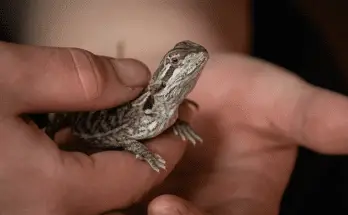 bearded dragon