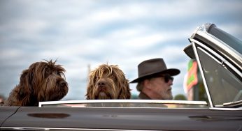 7 Amazing Tips And Tricks For Travelling With Your Dog