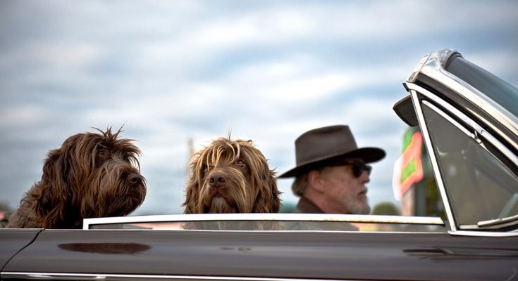 how to travel with dog