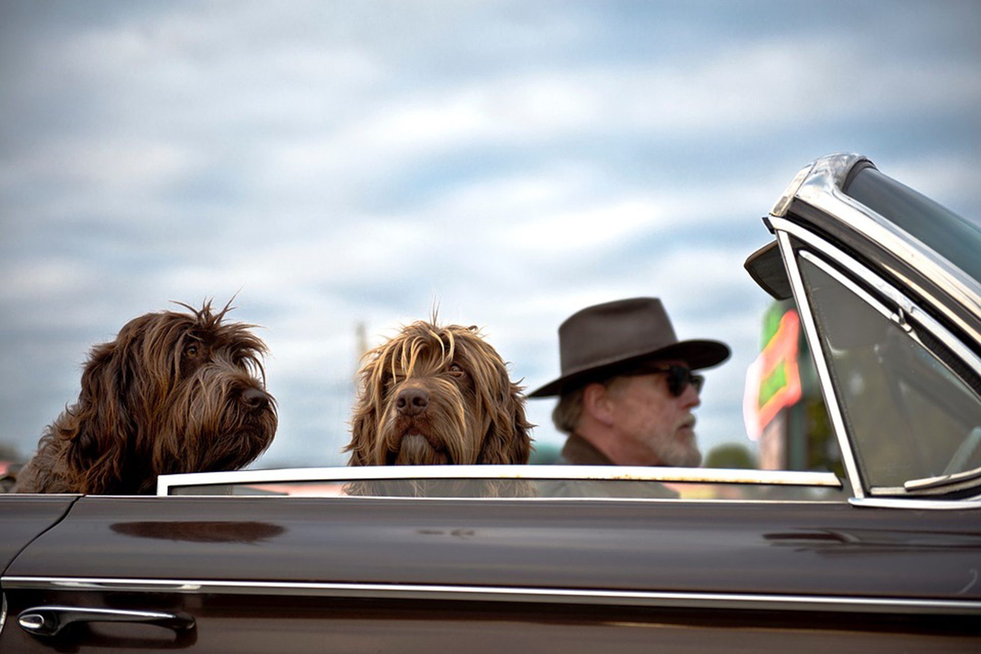 how to travel with dog