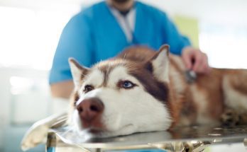 How To Choose the Perfect Veterinarian for Your Pet