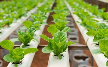 4 Things You Didn’t Know About Hydroponics