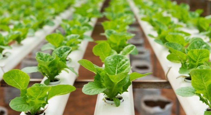 4 Things You Didn’t Know About Hydroponics