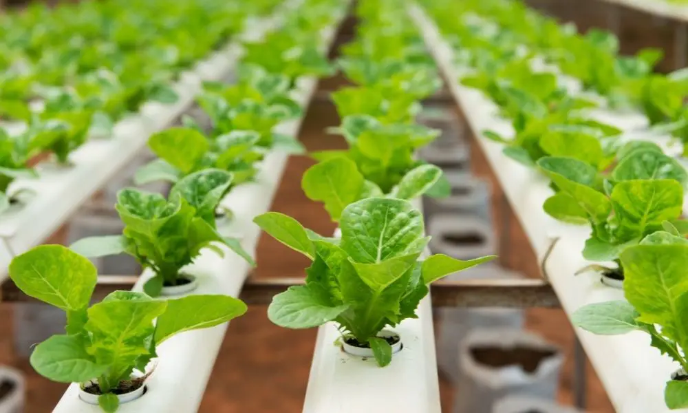 4 Things You Didn’t Know About Hydroponics