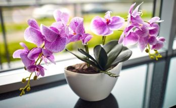 5 Fun Facts for Flower-Lovers About the Orchid