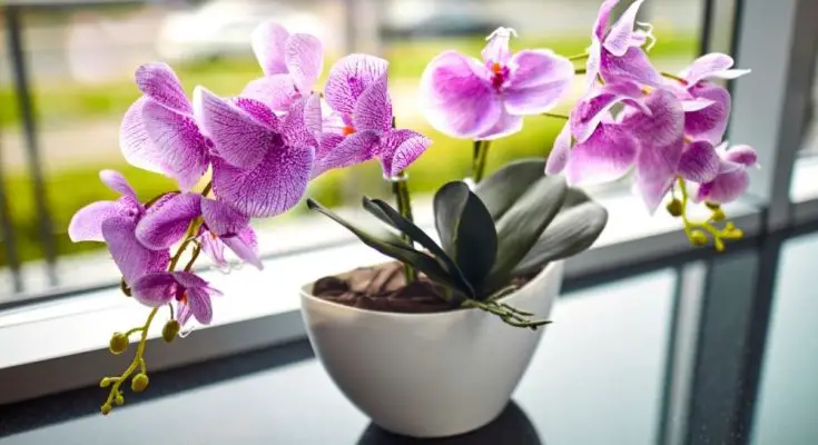 5 Fun Facts for Flower-Lovers About the Orchid