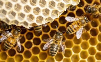 A Battle for Warmth: What Honey Bees Do All Winter