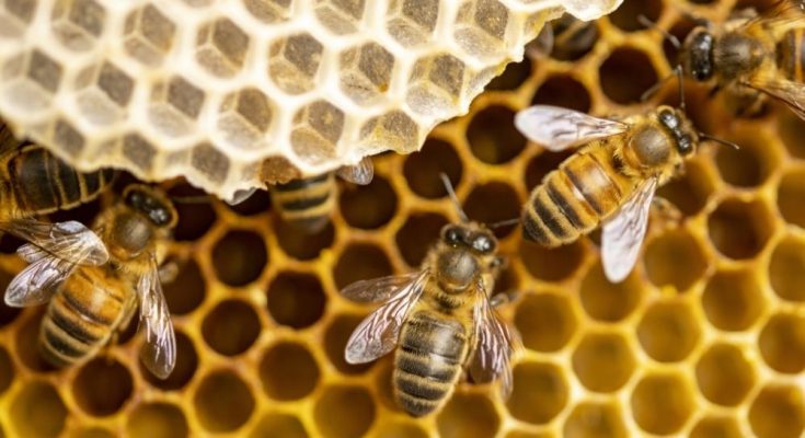 A Battle for Warmth: What Honey Bees Do All Winter