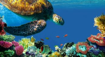Why Light Transmission Is Important to Marine Biologists