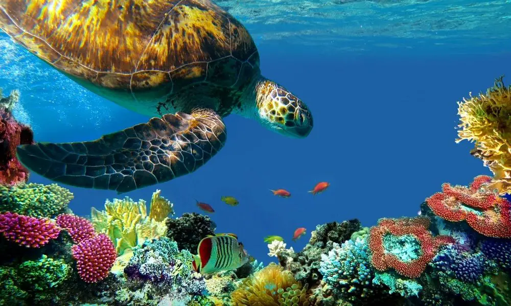 Why Light Transmission Is Important to Marine Biologists