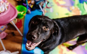 How Daycare Can Help Improve Your Dog’s Separation Anxiety