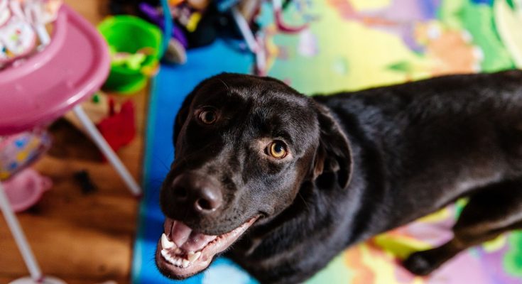 How Daycare Can Help Improve Your Dog’s Separation Anxiety