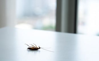 4 Interesting Ways To Keep Pests Out of Your Home