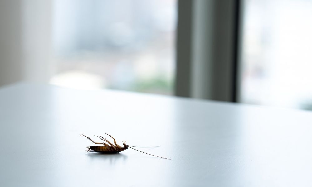 4 Interesting Ways To Keep Pests Out of Your Home