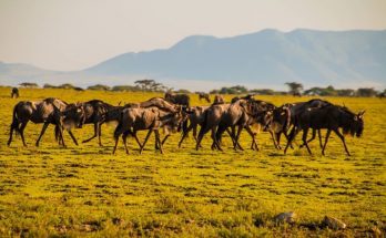 The Most Impressive Mammalian Migratory Events