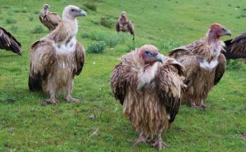 The History of Tibetan Sky Funeral Practices