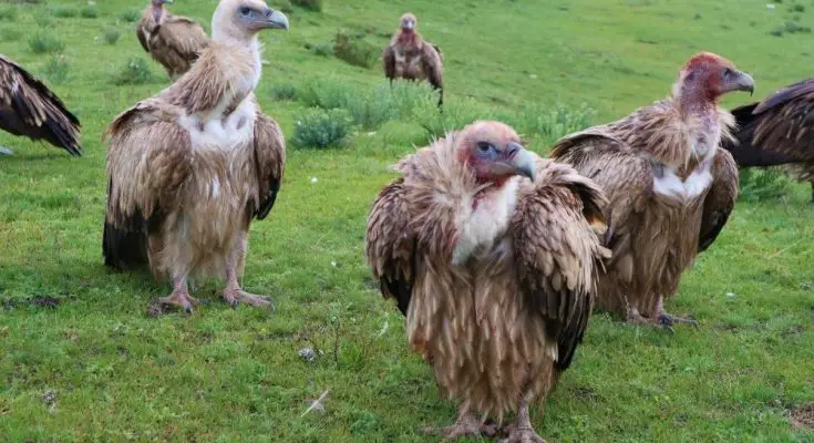 The History of Tibetan Sky Funeral Practices