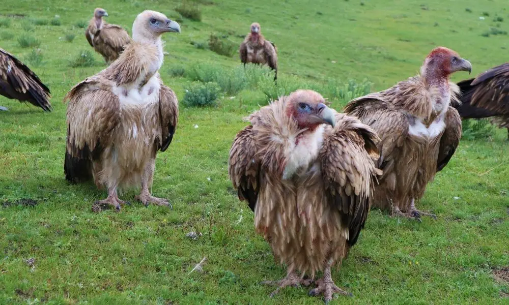 The History of Tibetan Sky Funeral Practices