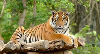 The Top Animals We Must Protect From Extinction
