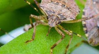 What is a Brown Marmorated Stink Bug, and how does it affect my lawn?