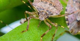 Brown Marmorated Stink Bug