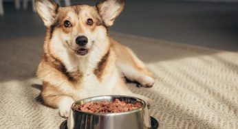 What To Consider Before Switching Dog Foods