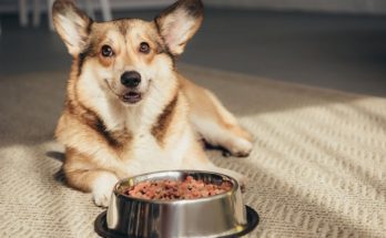 What To Consider Before Switching Dog Foods
